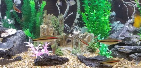 ADS Aquarium Services
